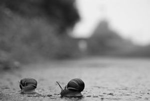 snails thinking